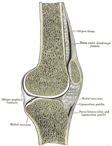 Osteoarthritis of the Knee